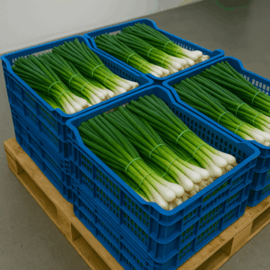 Fresh Spring Onions – 250 USD/Ton – Min 2 Tons