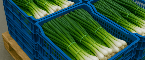 Fresh Spring Onions – 250 USD/Ton – Min 2 Tons