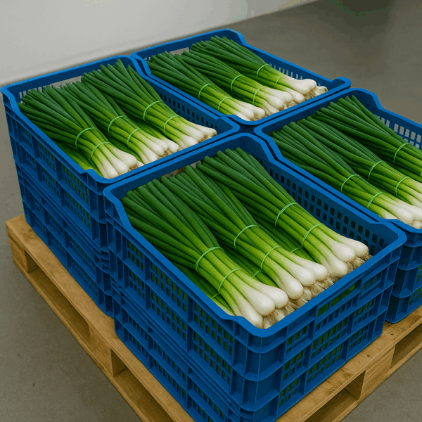 Fresh Spring Onions – 250 USD/Ton – Min 2 Tons